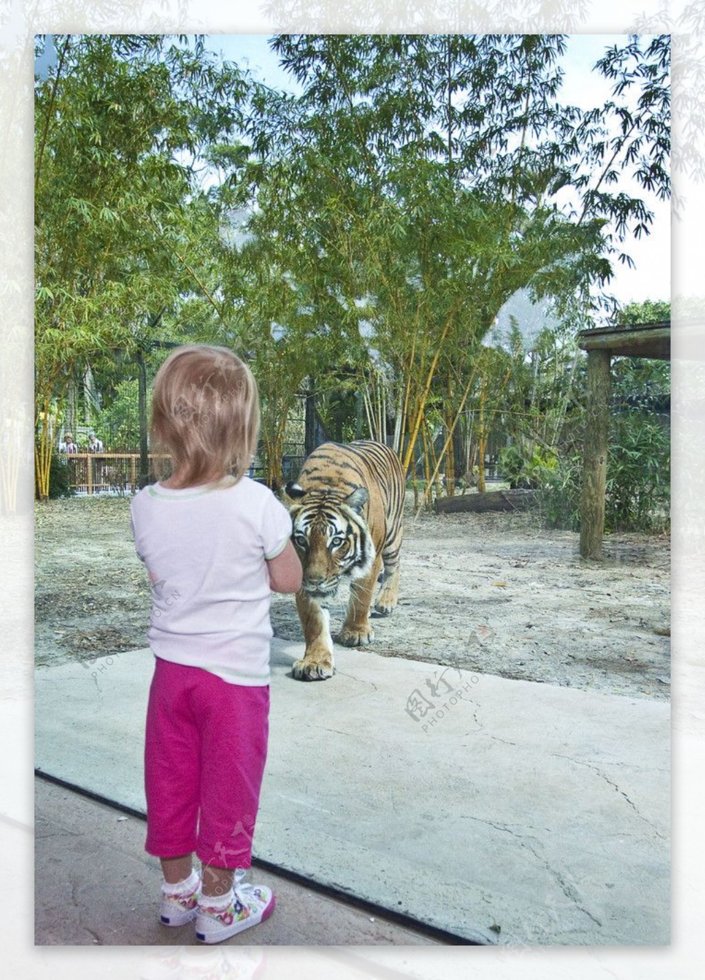 马来亚虎与女孩图片