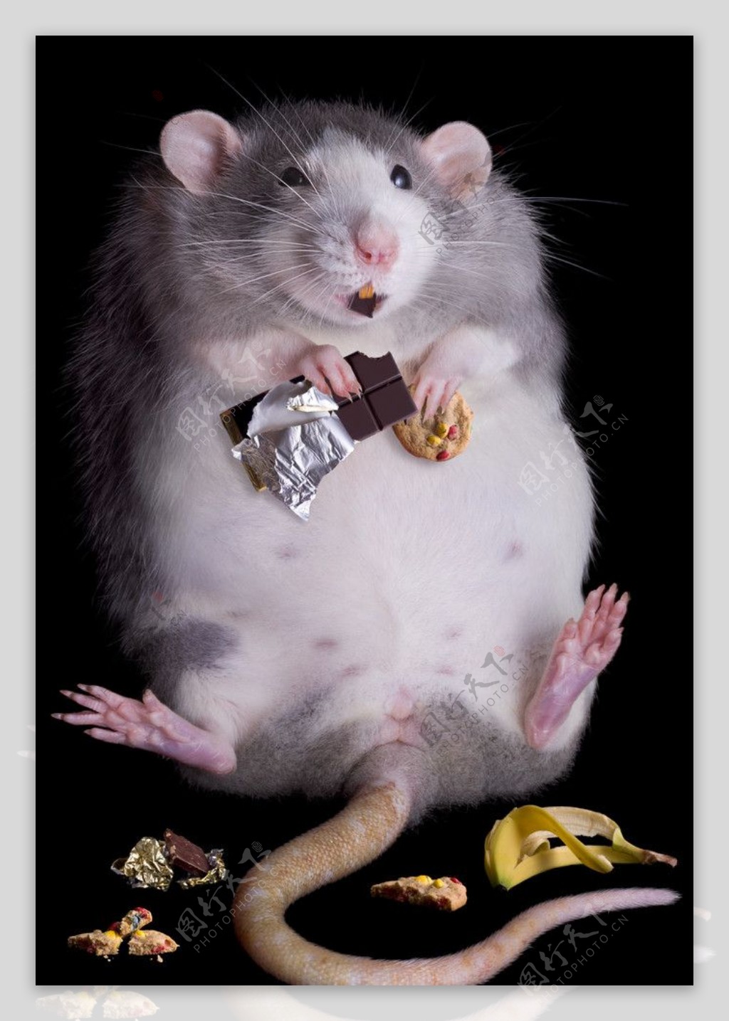 老鼠吃巧克力图片