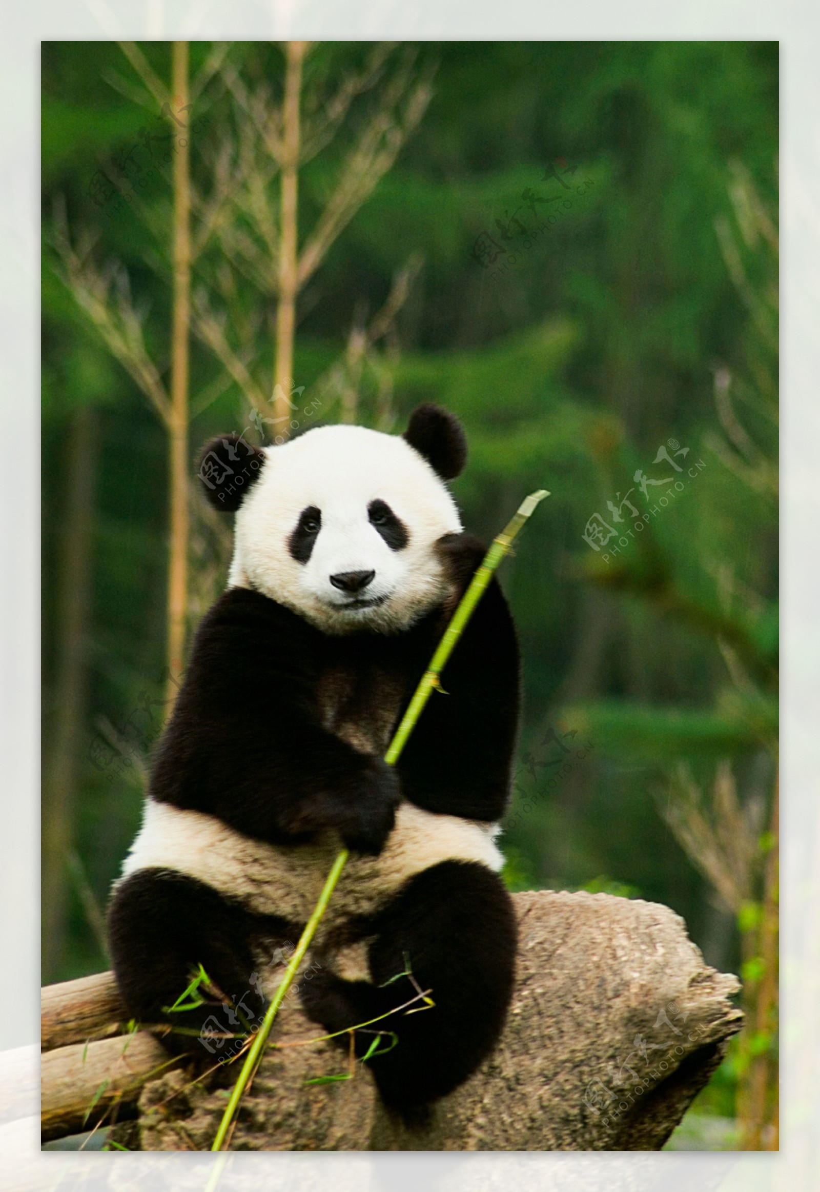 大熊猫图片素材_免费下载_jpg图片格式_VRF高清图片500328264_摄图网
