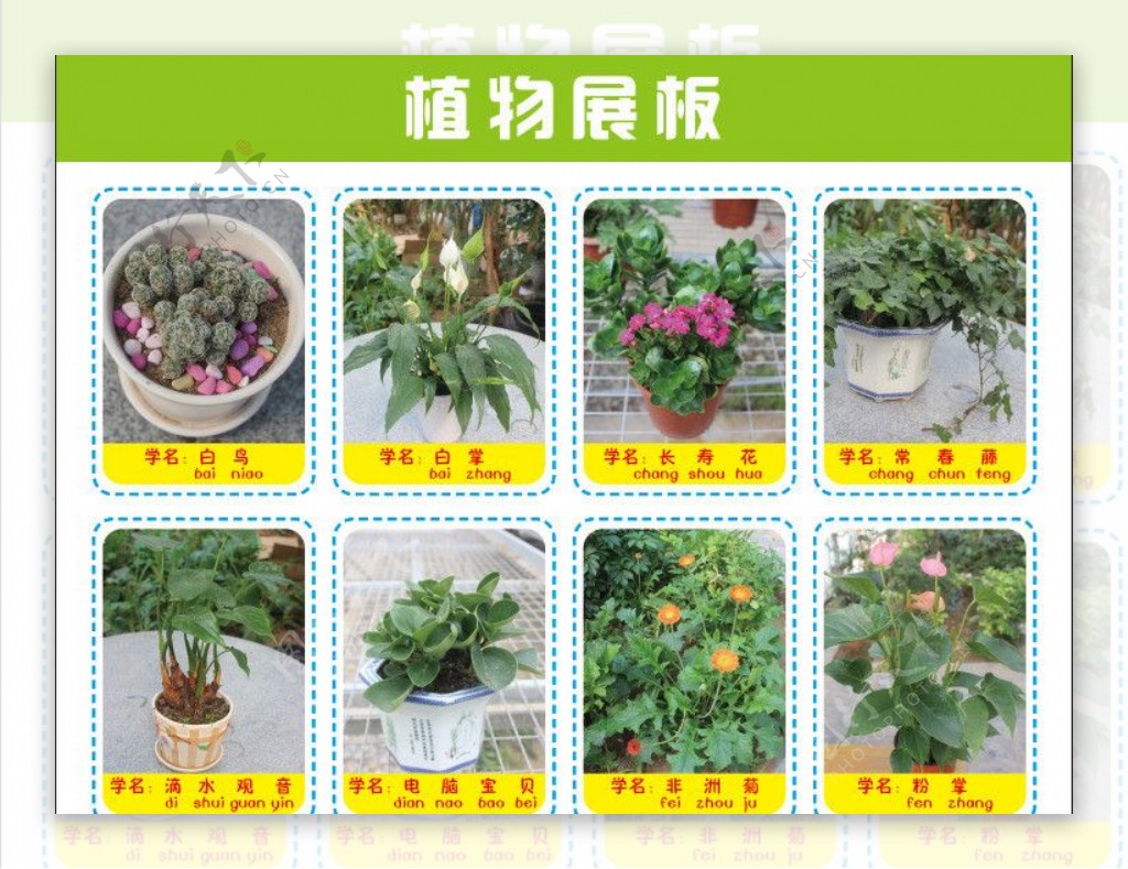 植物展板图片