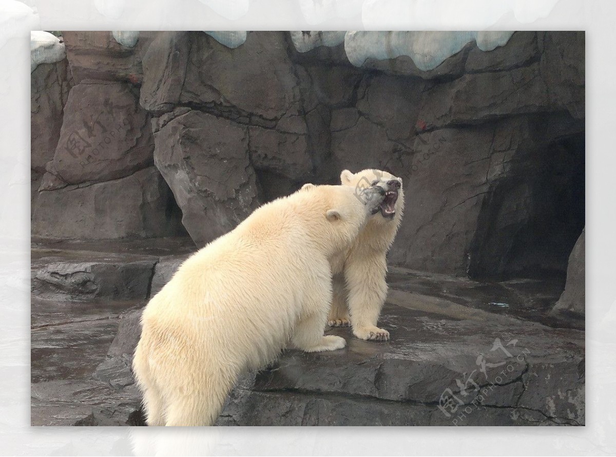 北极熊非高清图片