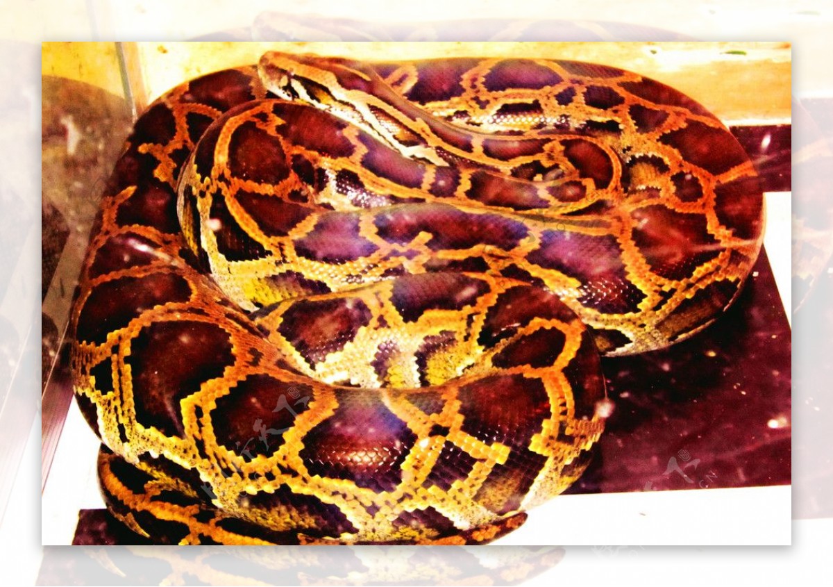 盘点世界上最长最大的15条巨蛇 - 蟒蛇科普