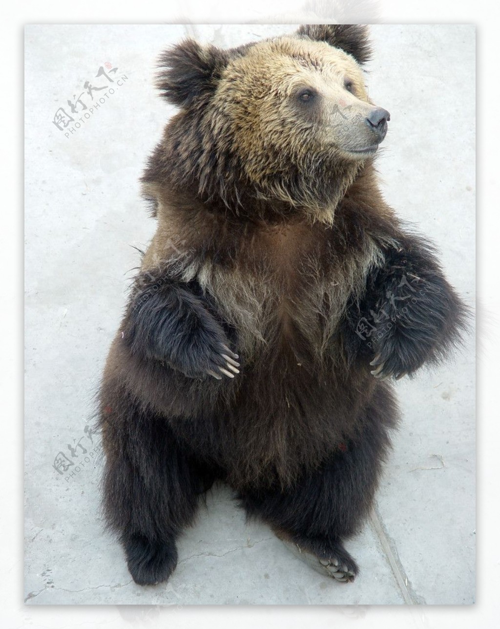 母棕熊和她的幼崽照片摄影图片_ID:154499805-Veer图库