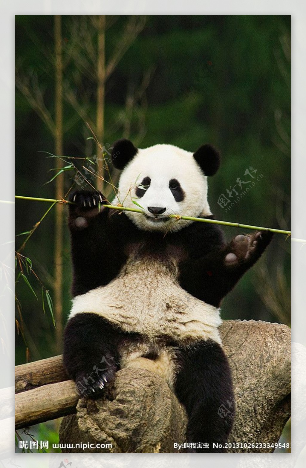 大熊猫搞笑名场面：我什么时候看见这几张图才能不笑啊！（一） - 知乎