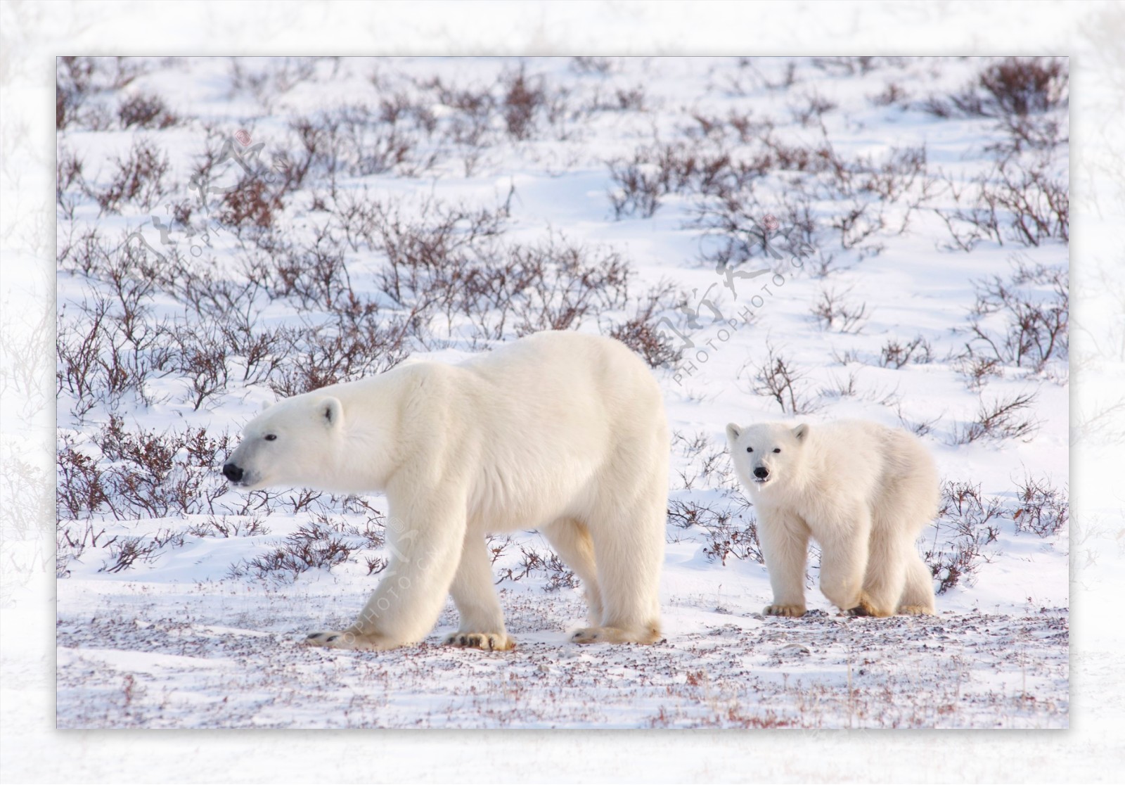 北极熊熊大白熊雪地小熊图片