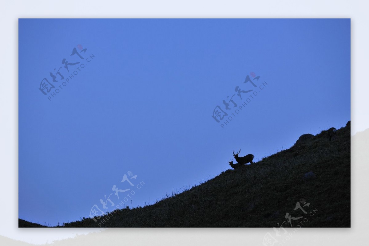 尼康样张山坡野生鹿图片