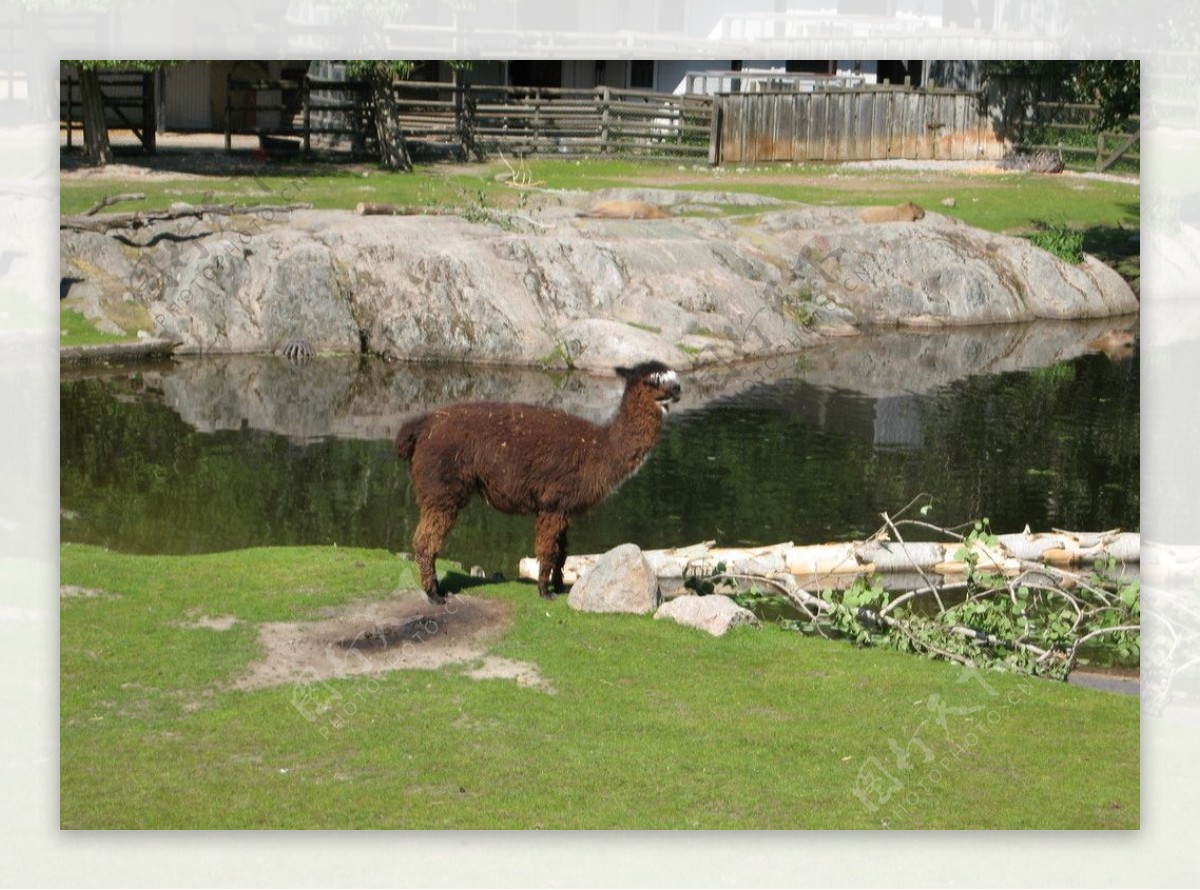 瑞典动物园的羊驼图片