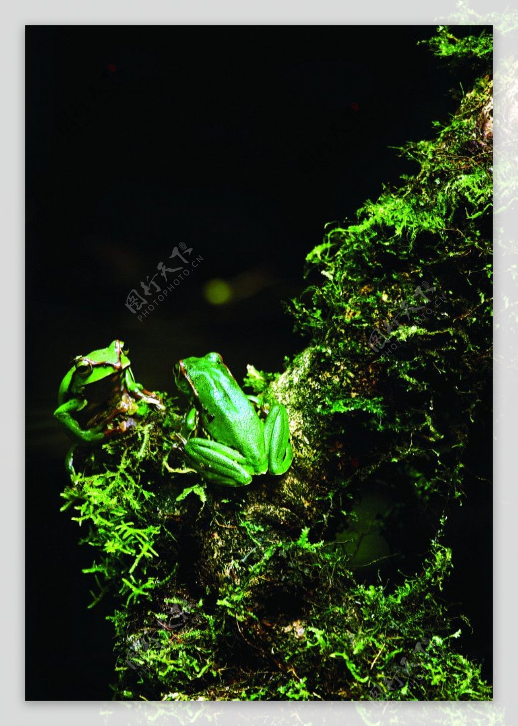 红蹼树蛙图片