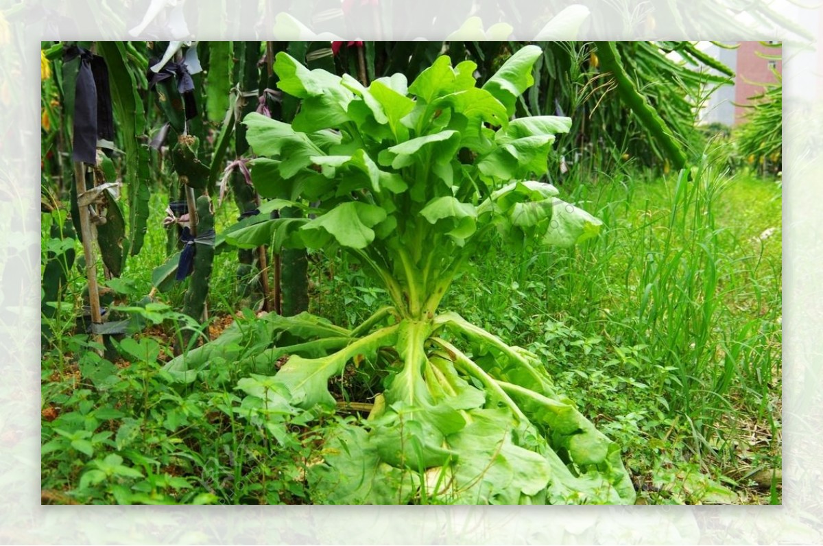 莴笋野生青菜图片