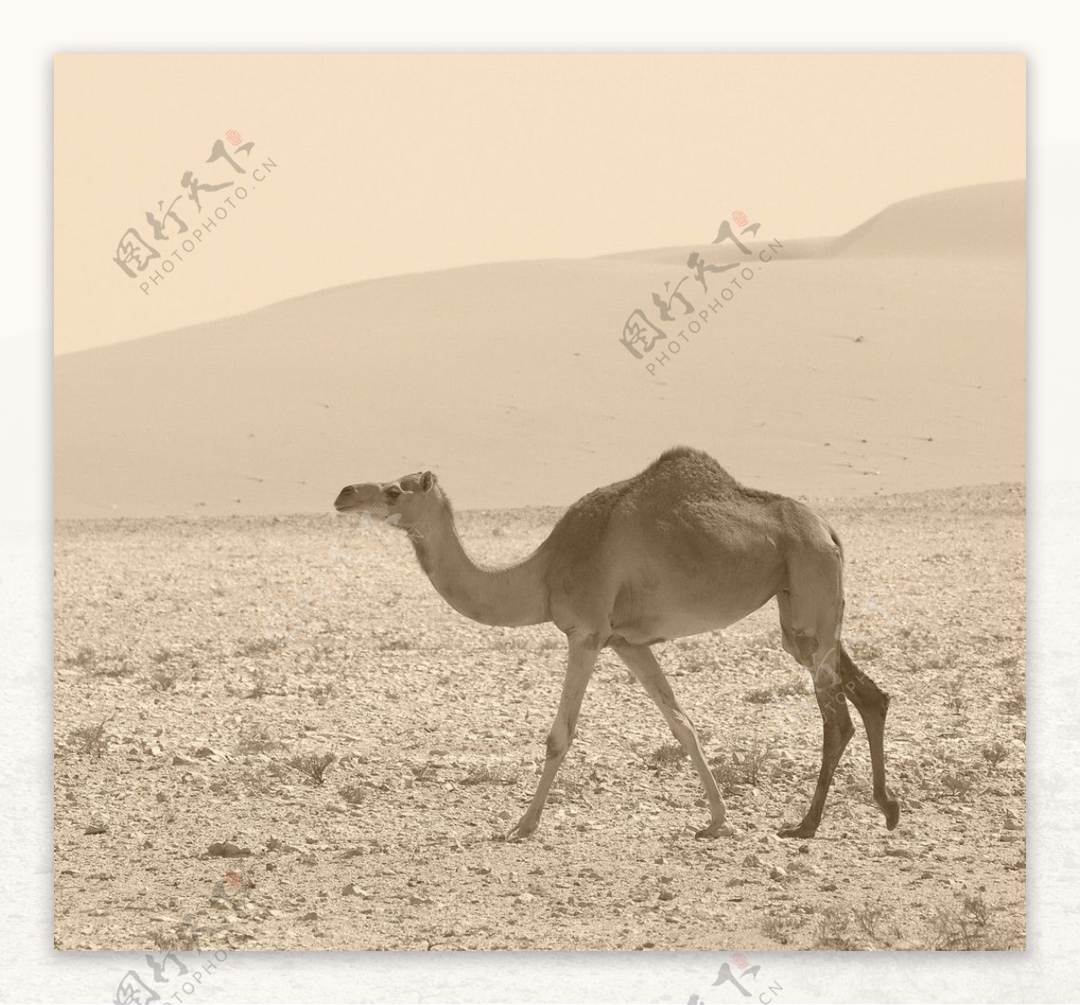 沙漠中的单峰骆驼图片