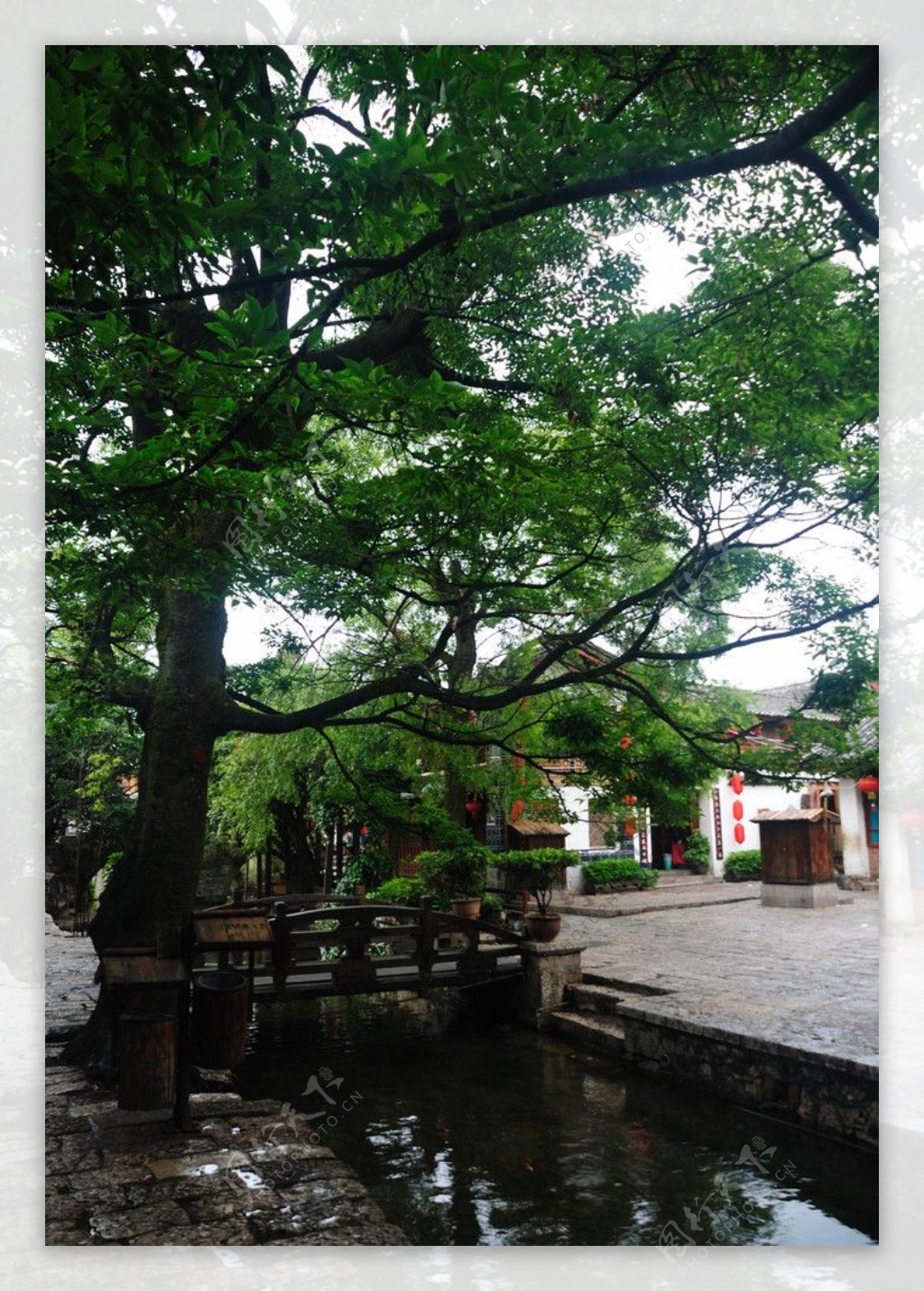 云南丽江古城中的大树图片