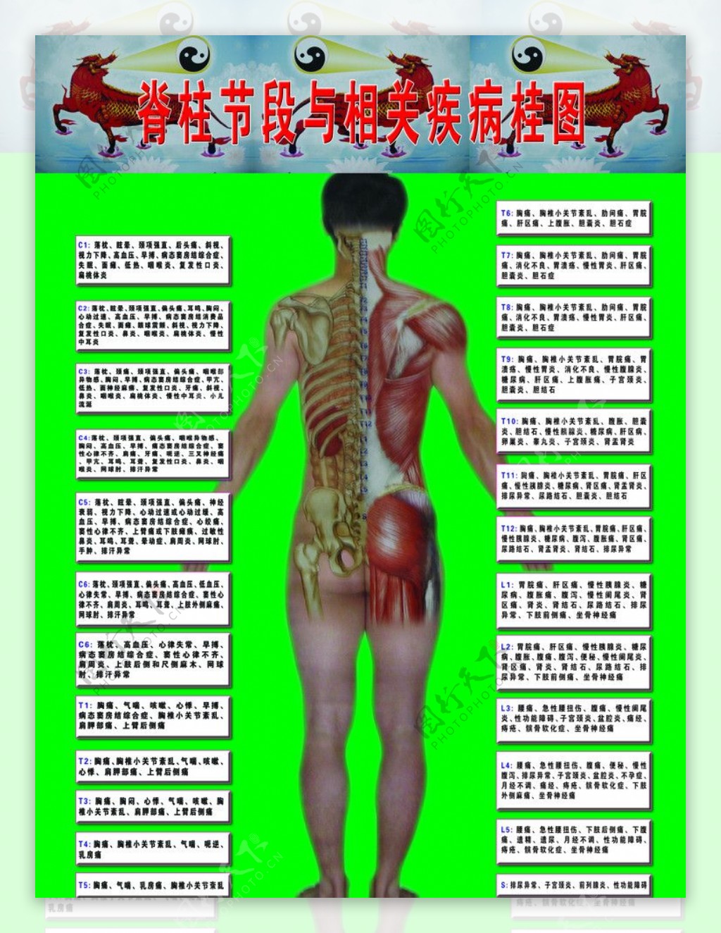 脊柱节段与相关疾病桂图图片