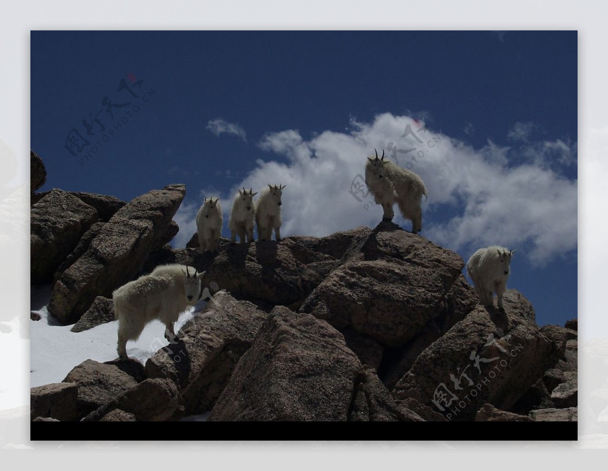高原山羊图片