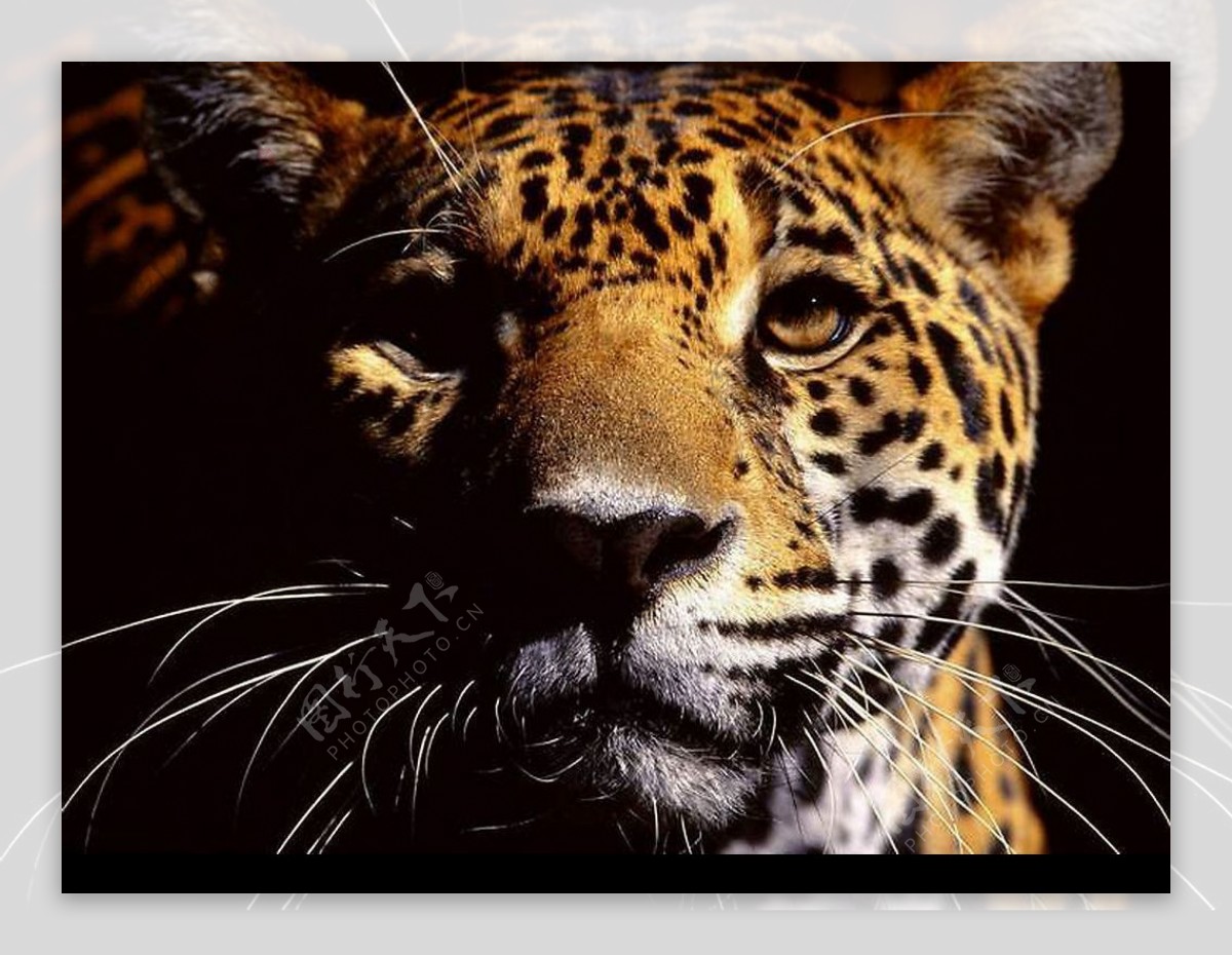 野生美洲豹正面头像非洲风丛林猛兽图片