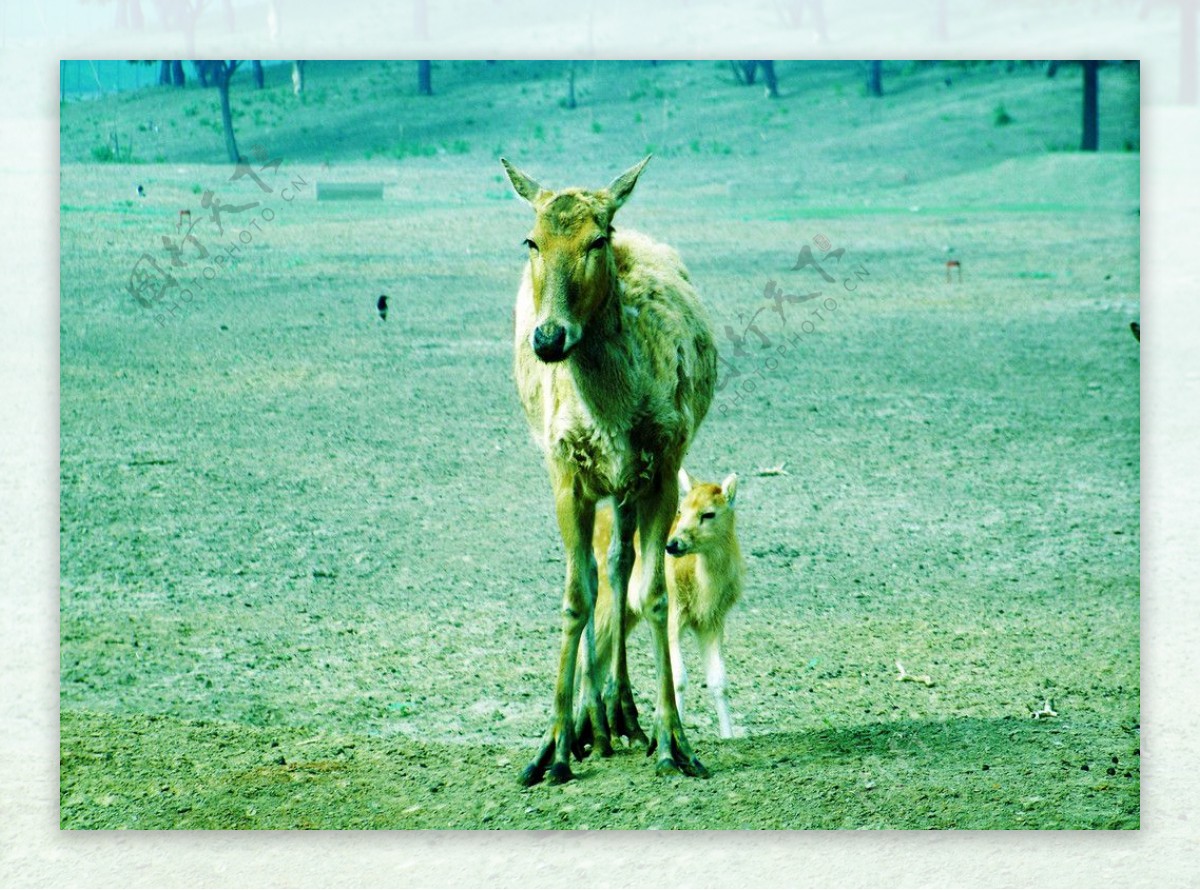 母鹿与小麋鹿图片