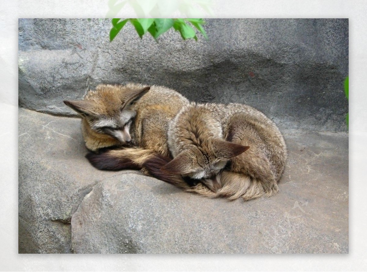 睡觉的狐狸图片