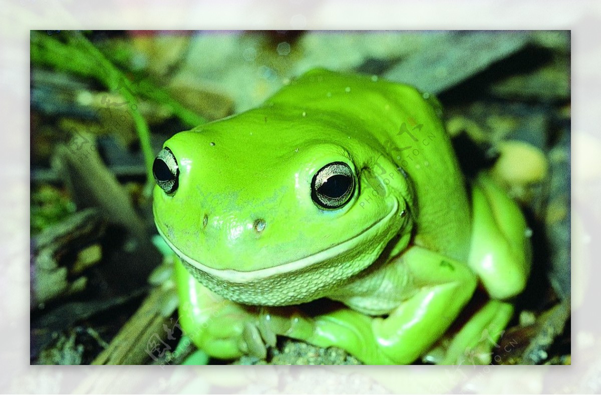 原始森林中绿色雨蛙图片