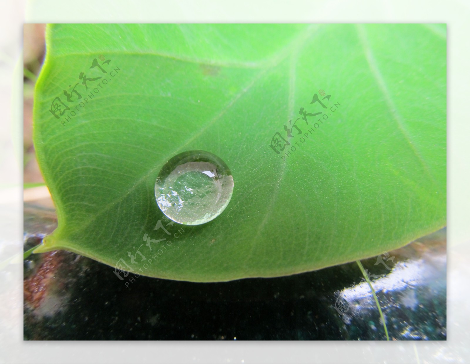 芋头叶水珠植物图片