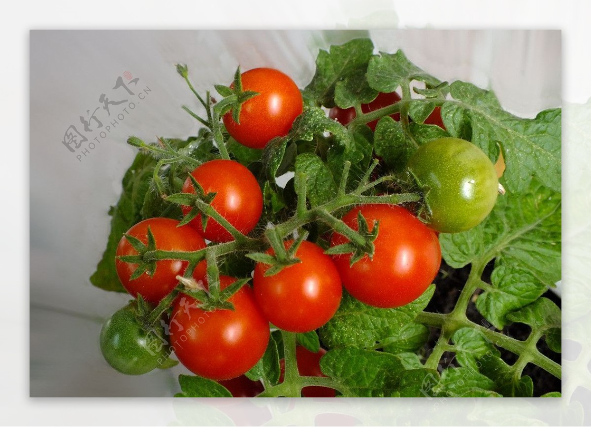 栽种的西红柿图片