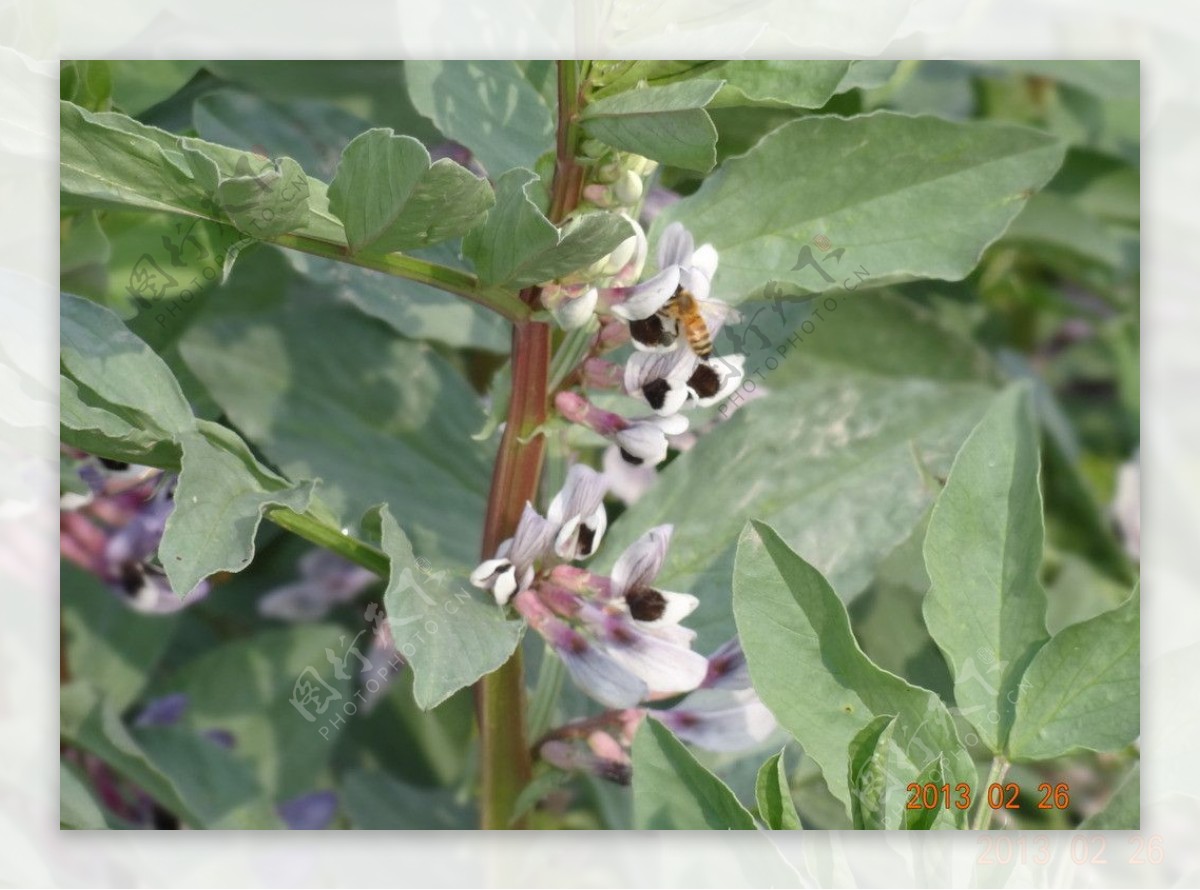 豌豆花与蜜蜂图片