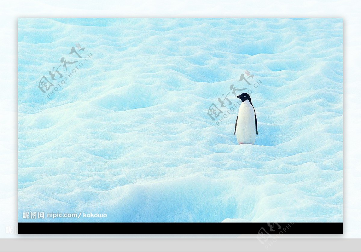 雪地企鹅图片