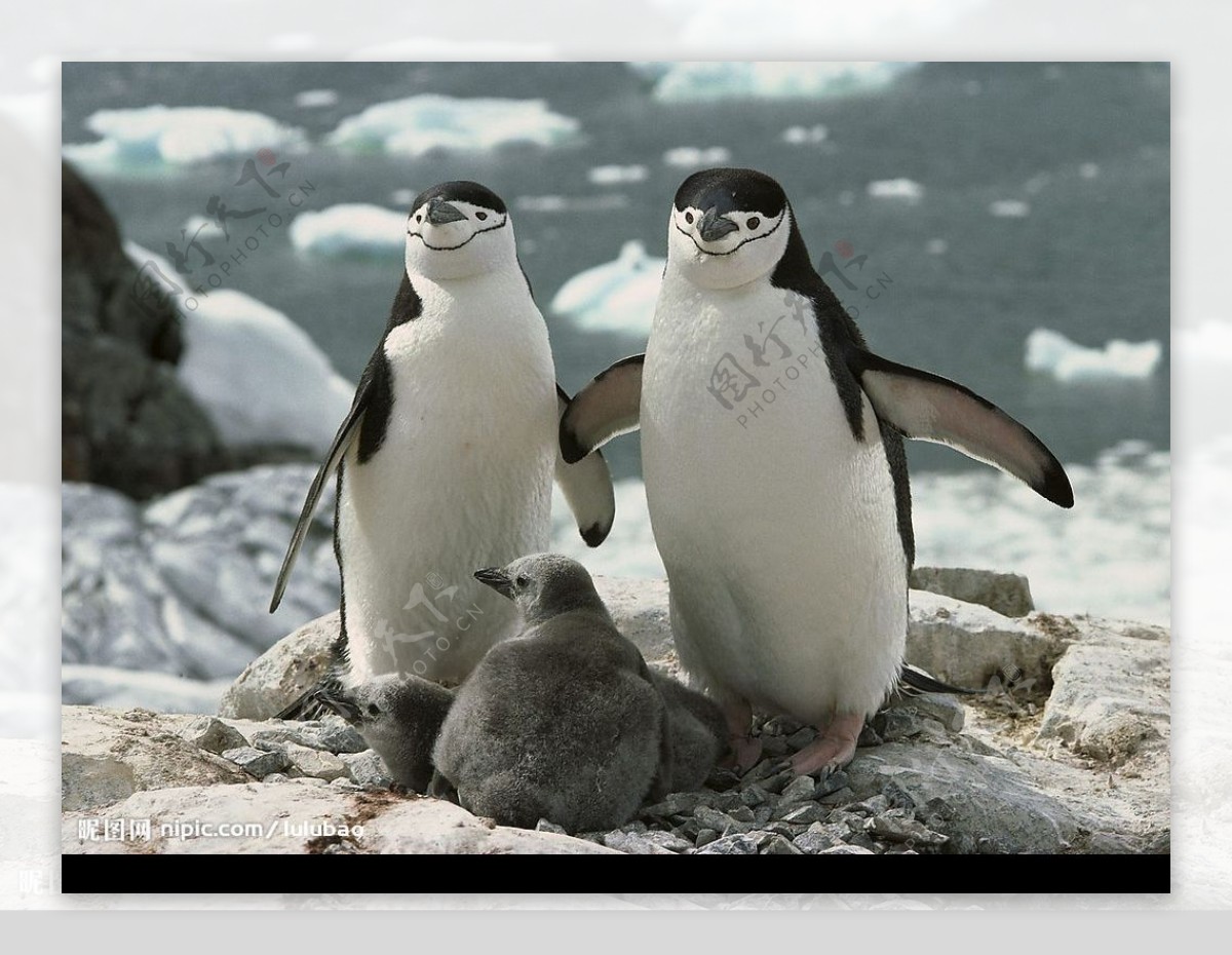 南极洲颊带企鹅图片