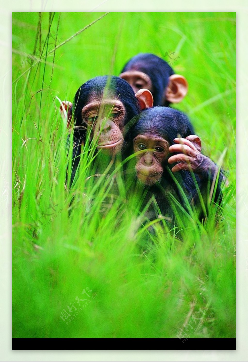 三只猩猩图片