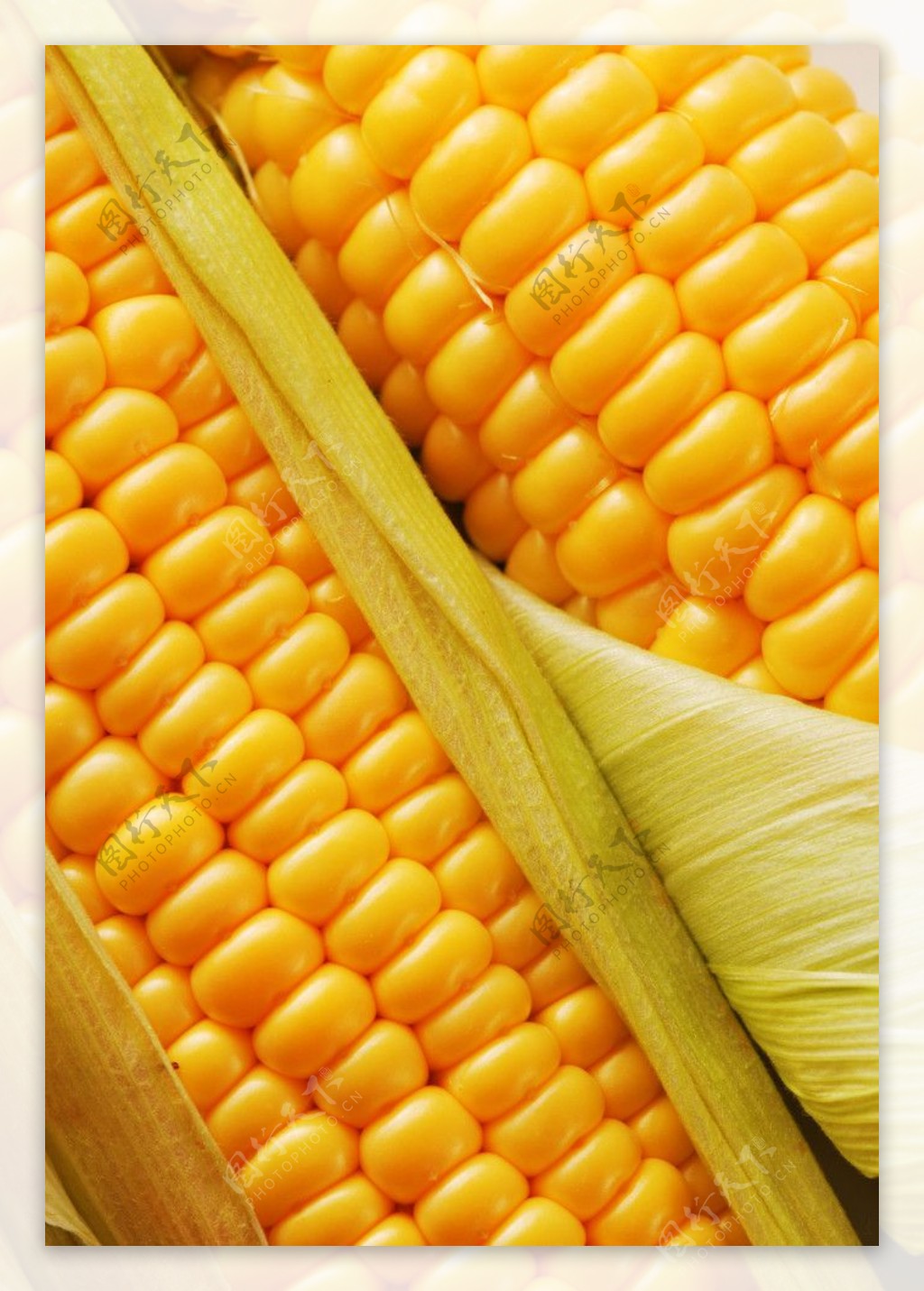 金色玉米图片
