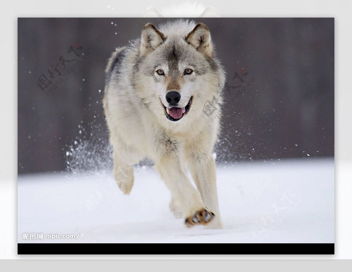 雪地的狼图片