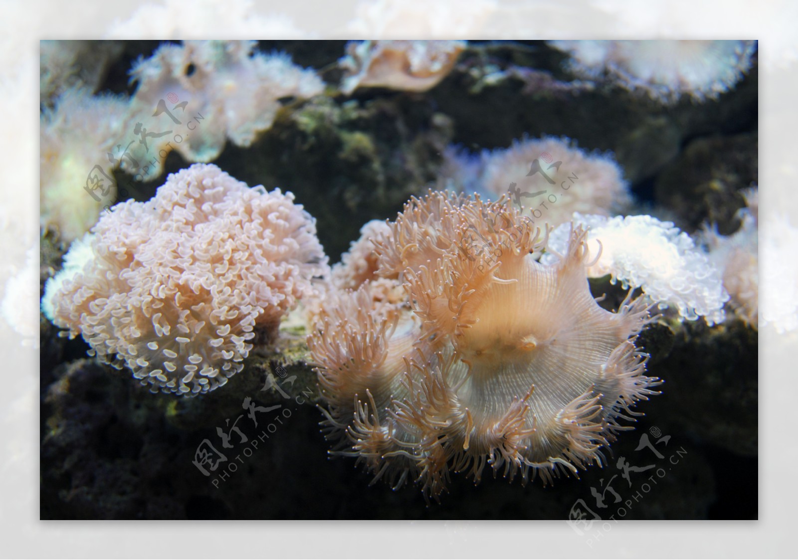 尼罗河珊瑚图片