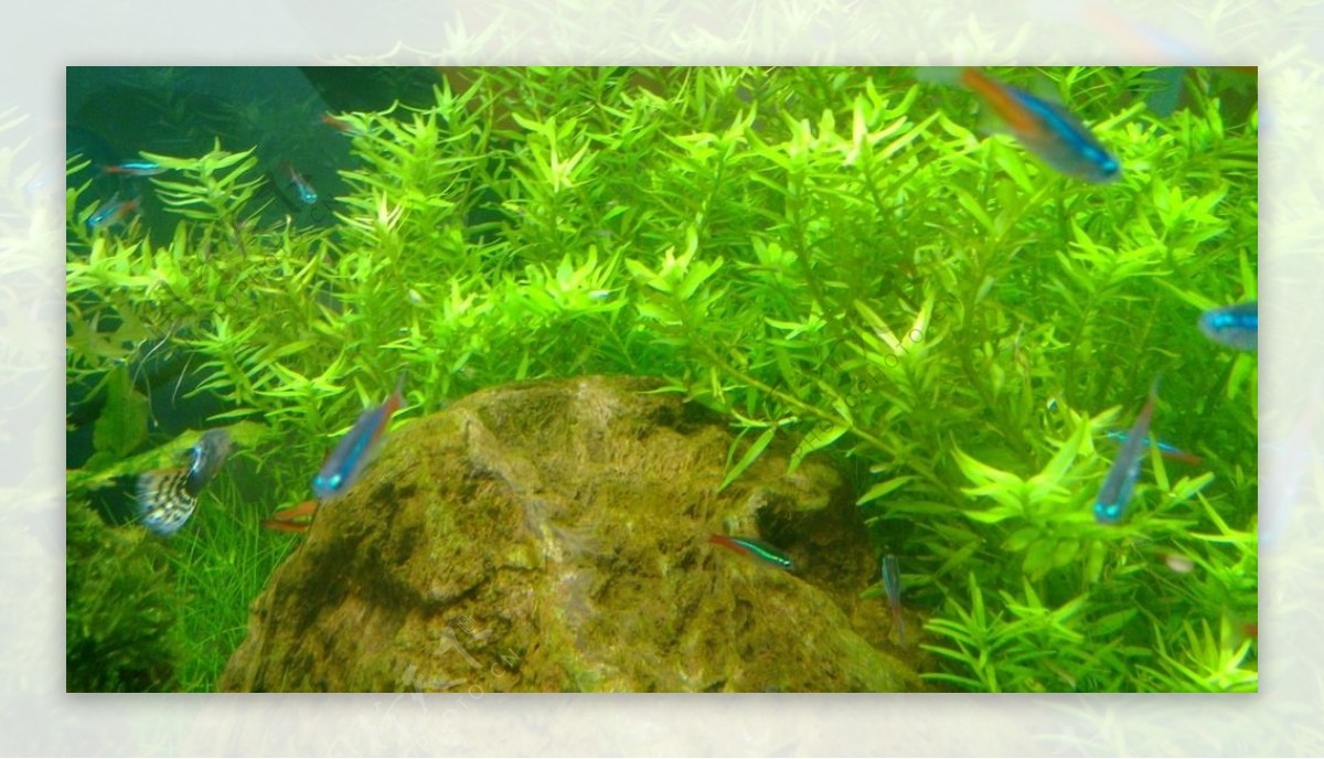 海底绿色植物图片