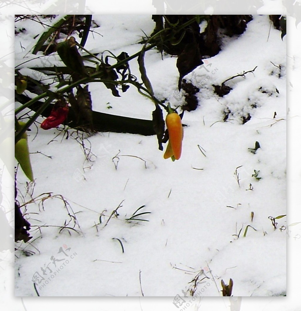 雪中辣椒图片