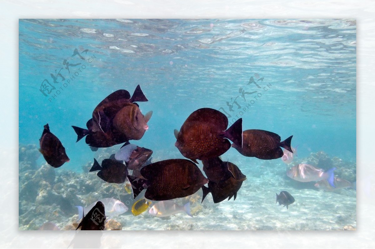 热带鱼观赏鱼图片