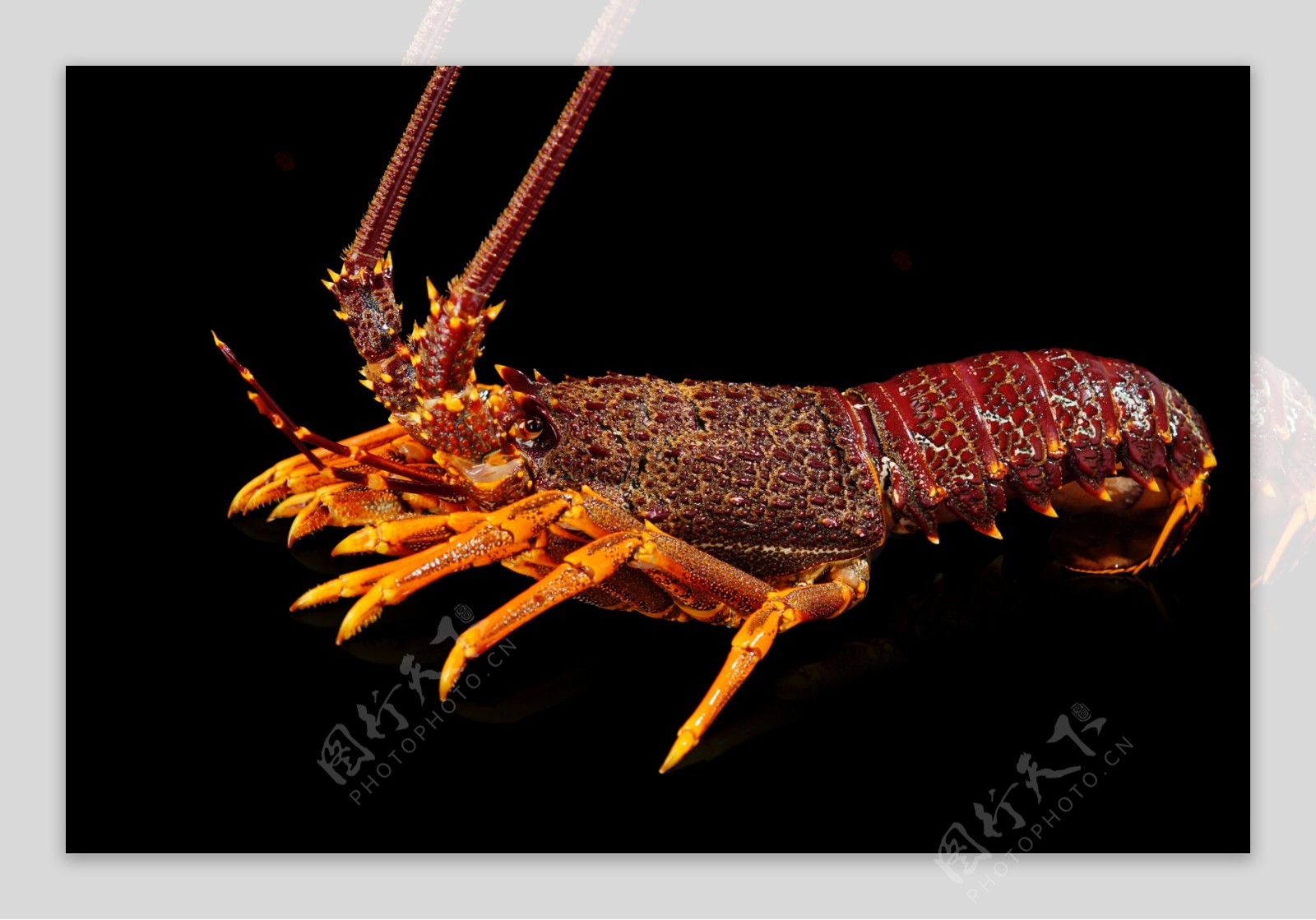 澳洲红龙虾图片
