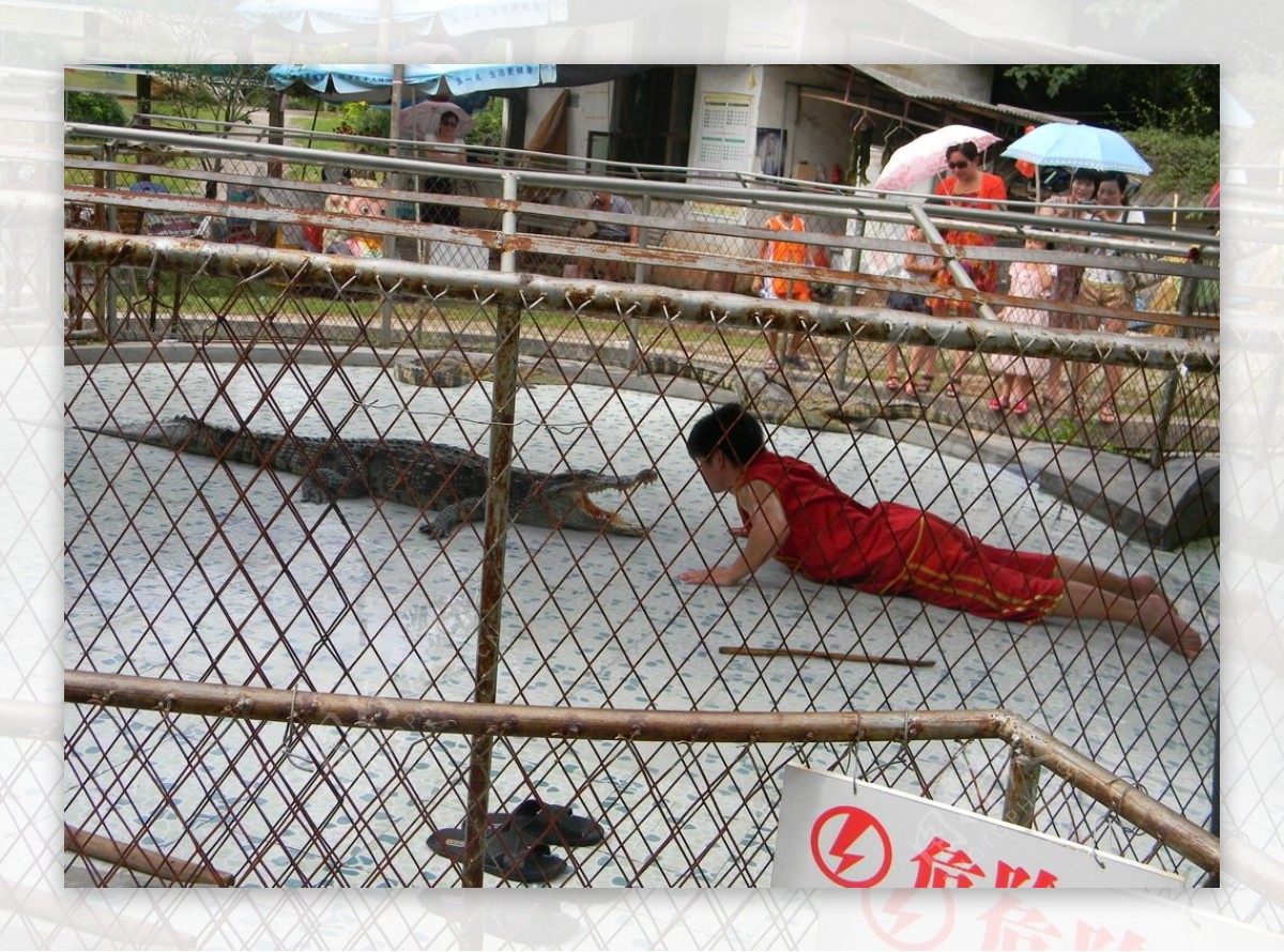 人与鳄鱼动物园的鳄鱼图片