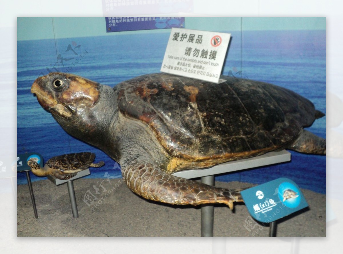 蠵龟青岛海底世界图片