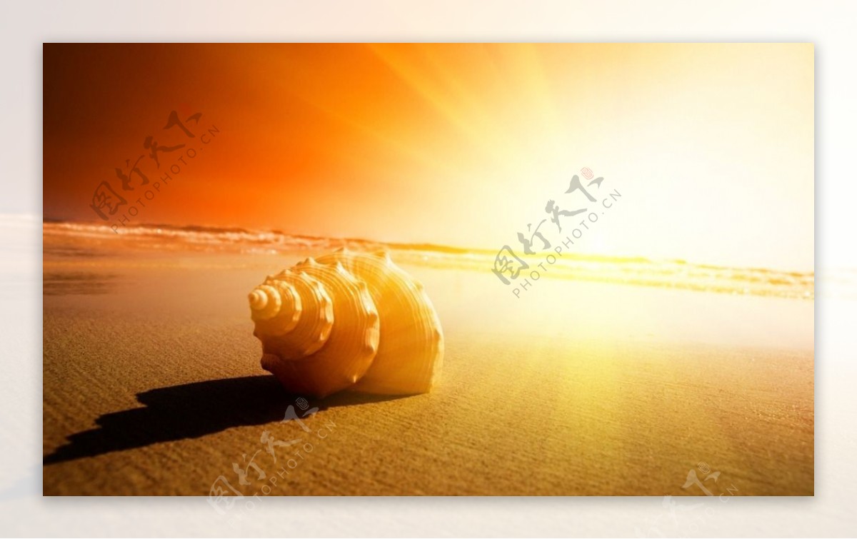 夕阳海边海螺图片