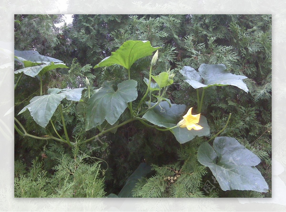 南瓜菜园图片