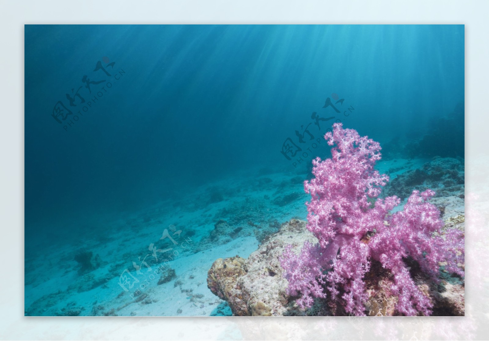 红珊瑚石头图片