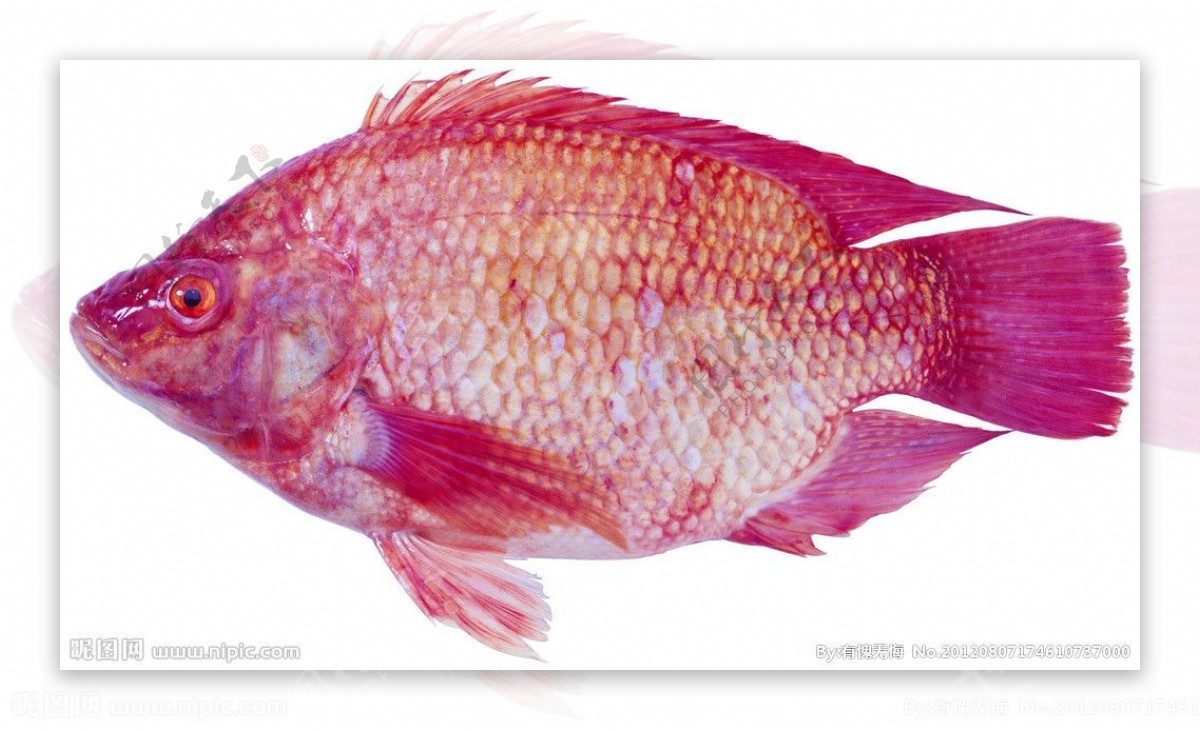 红鳊鱼图片
