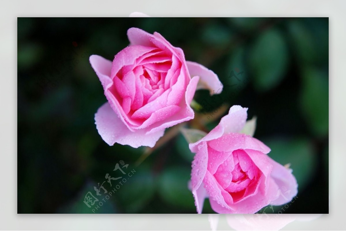 两朵粉红玫瑰盛开图片