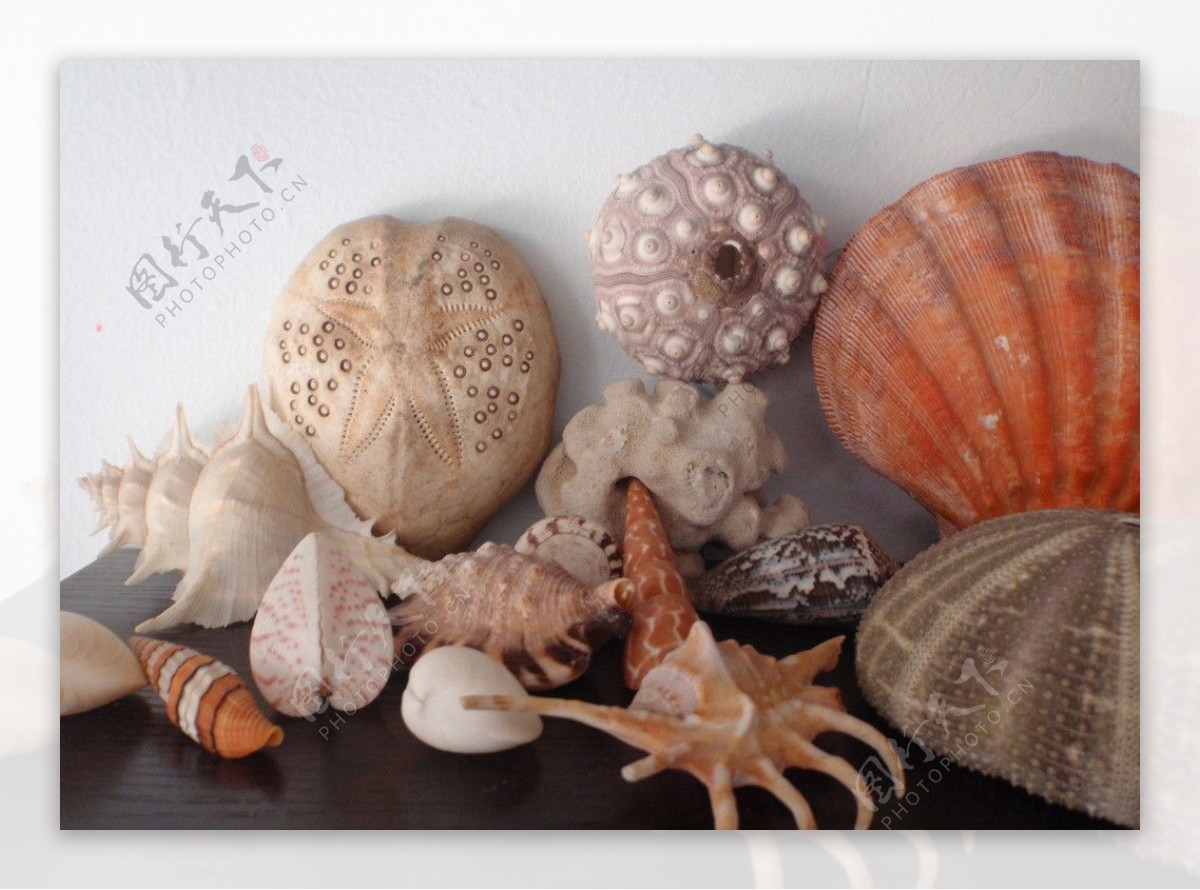 贝壳海螺海胆图片