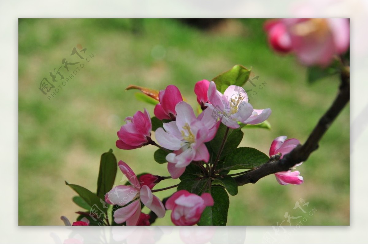 粉色小果海棠花图片