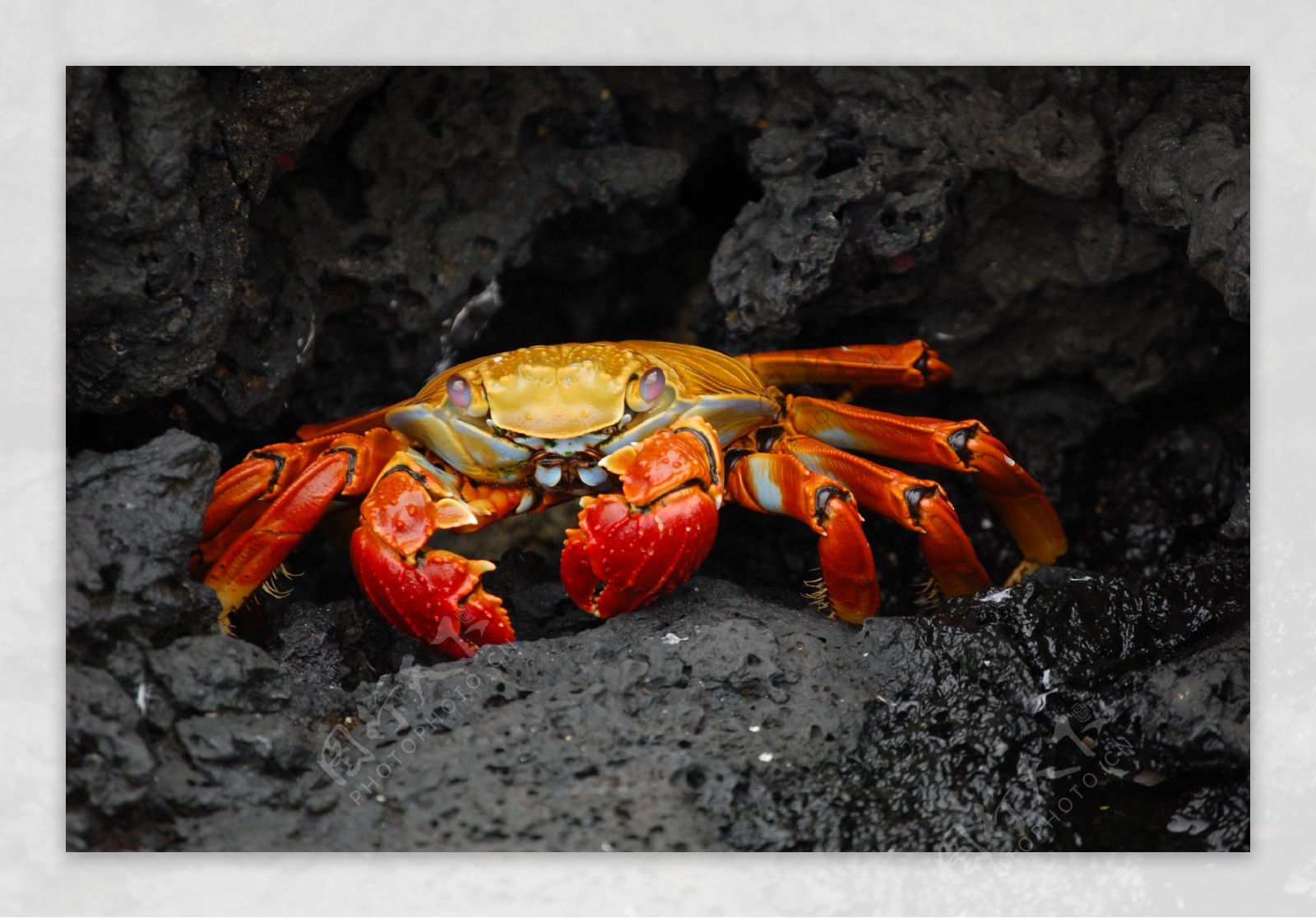 红石蟹图片