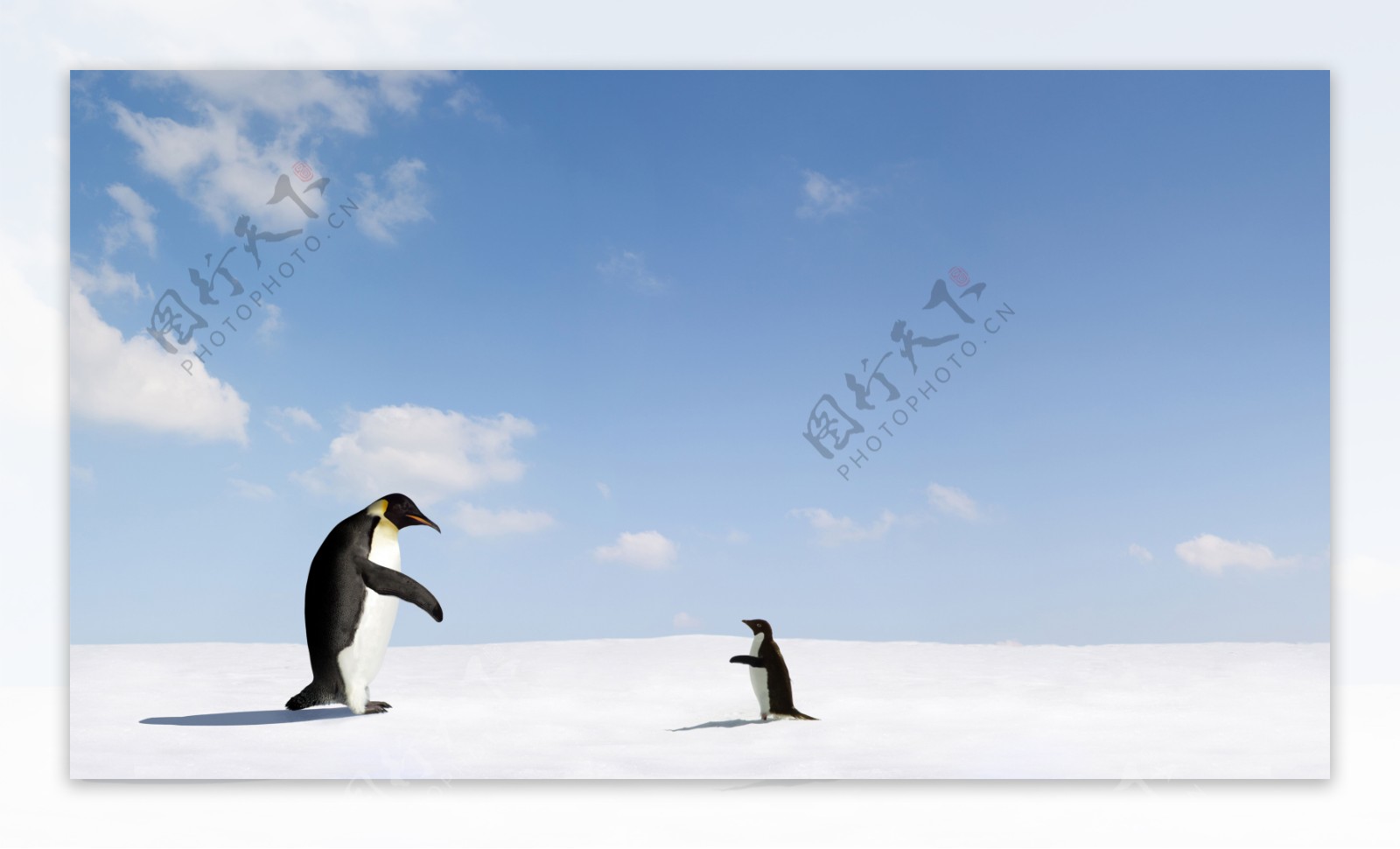 雪地里的企鹅图片