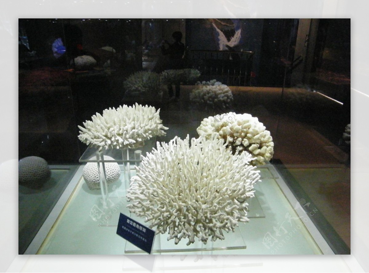 珊瑚标本图片