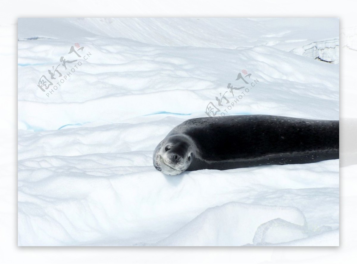 走到南極悠然海豹图片