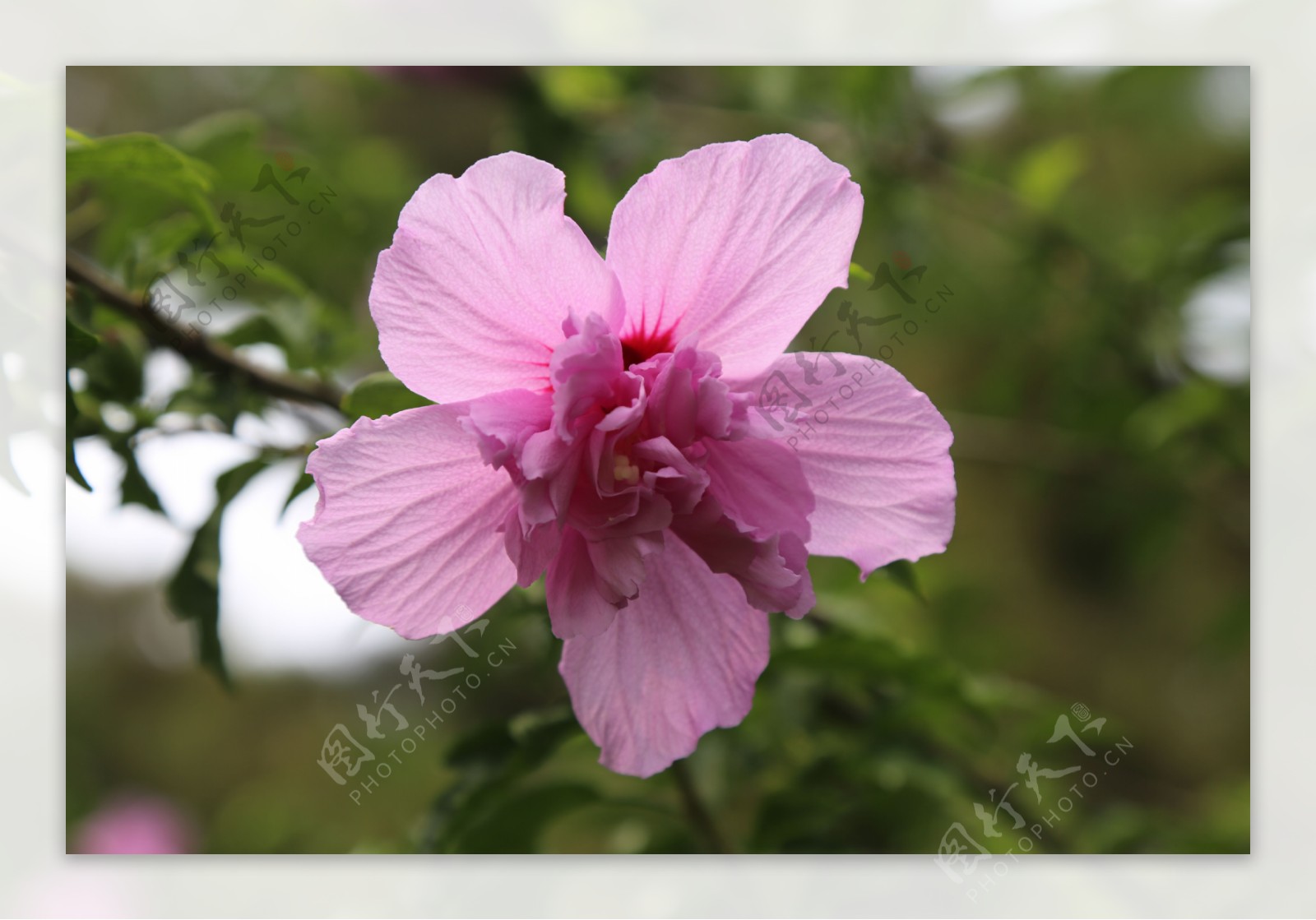 木槿花图片