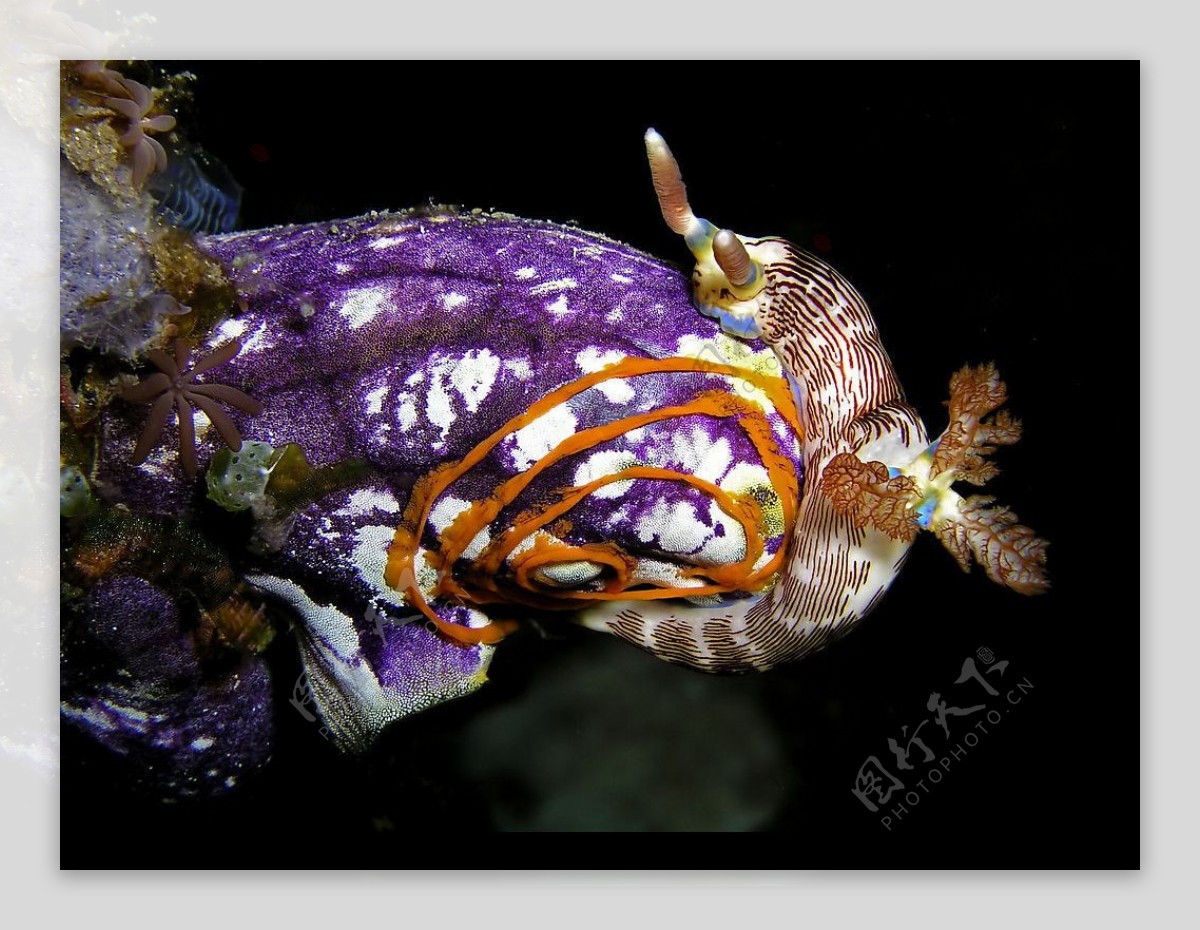 海中蝸牛图片