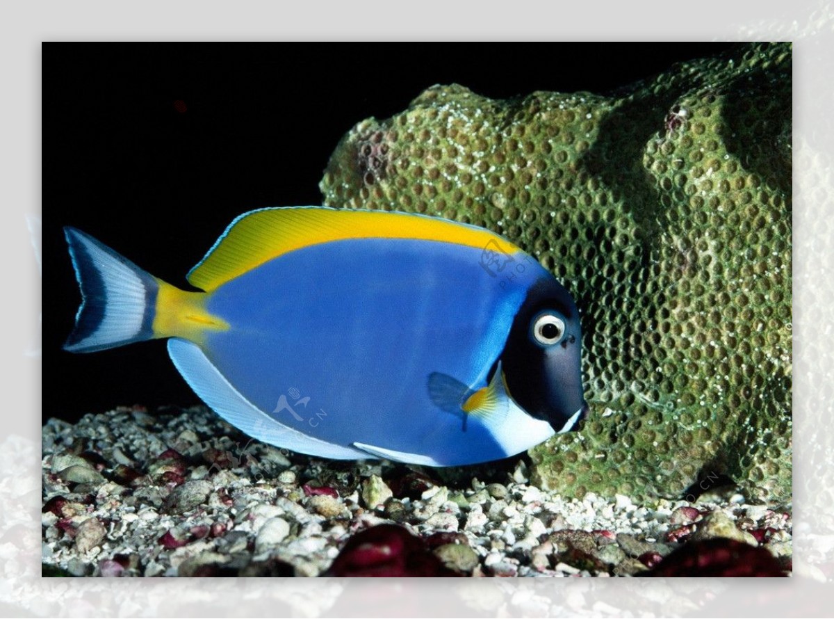 蓝色海底鱼图片